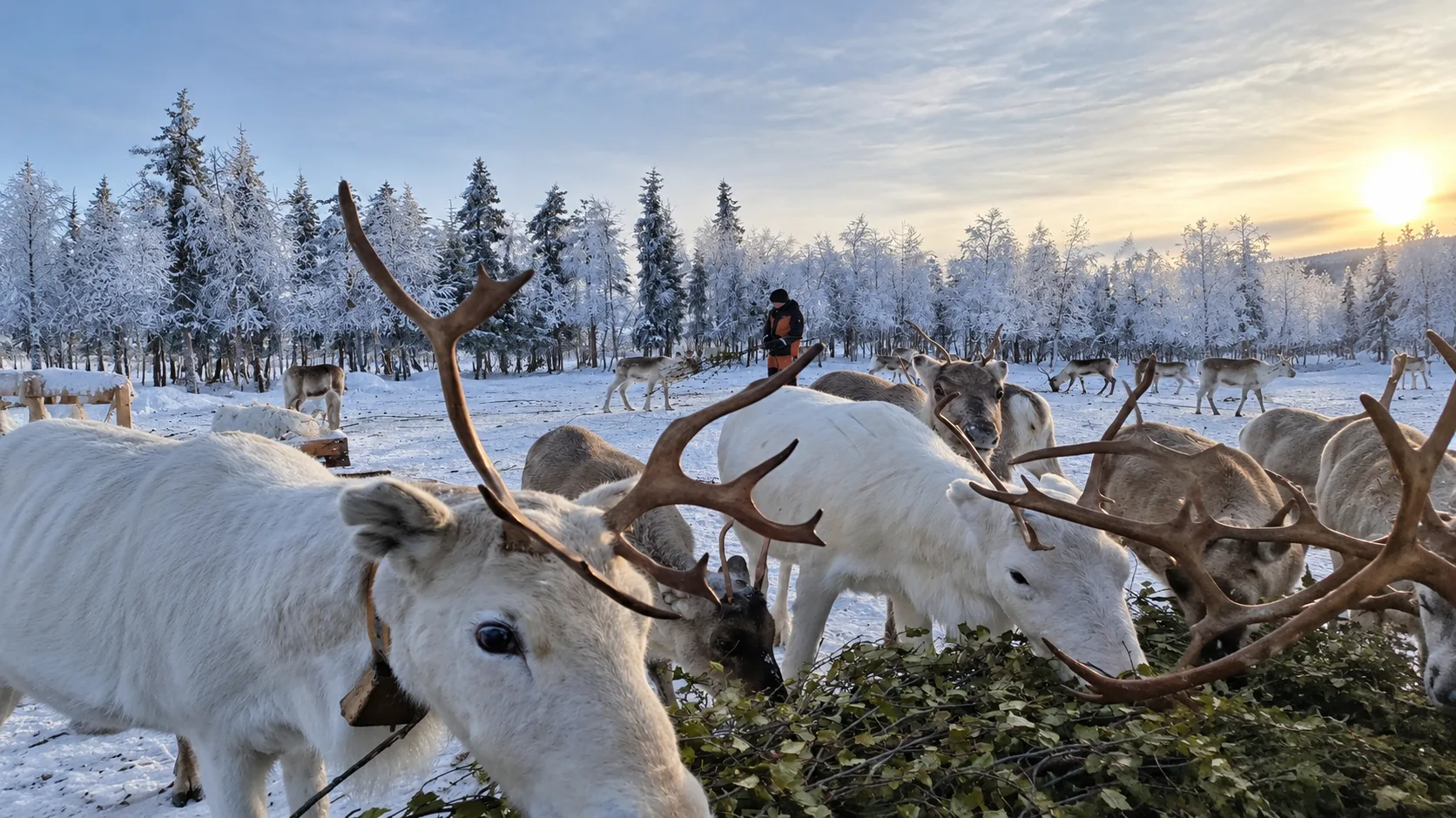 Reindeer in the winter enclosure at Alatalo farm