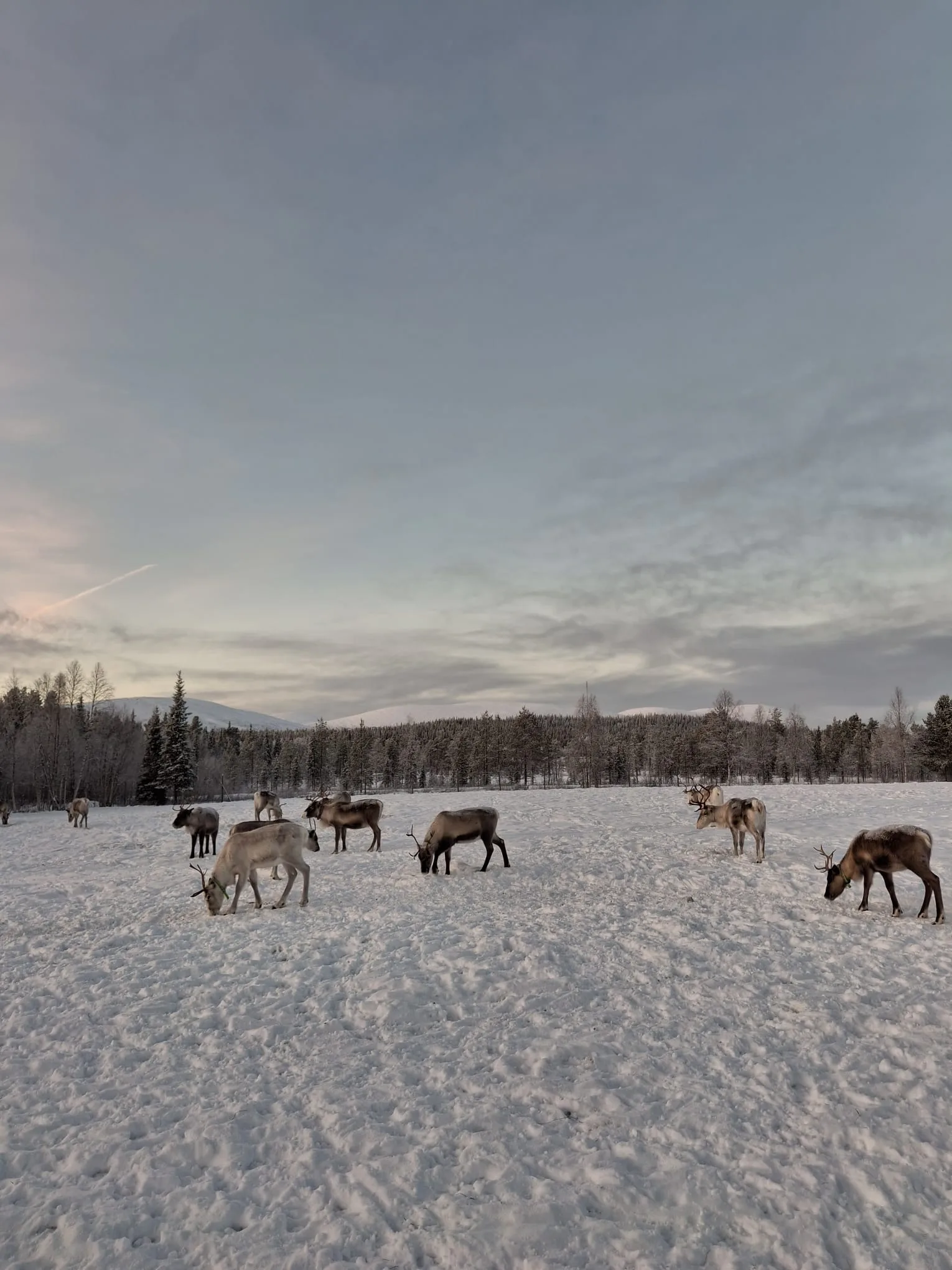 Reindeer in the enclosure, the fells behind