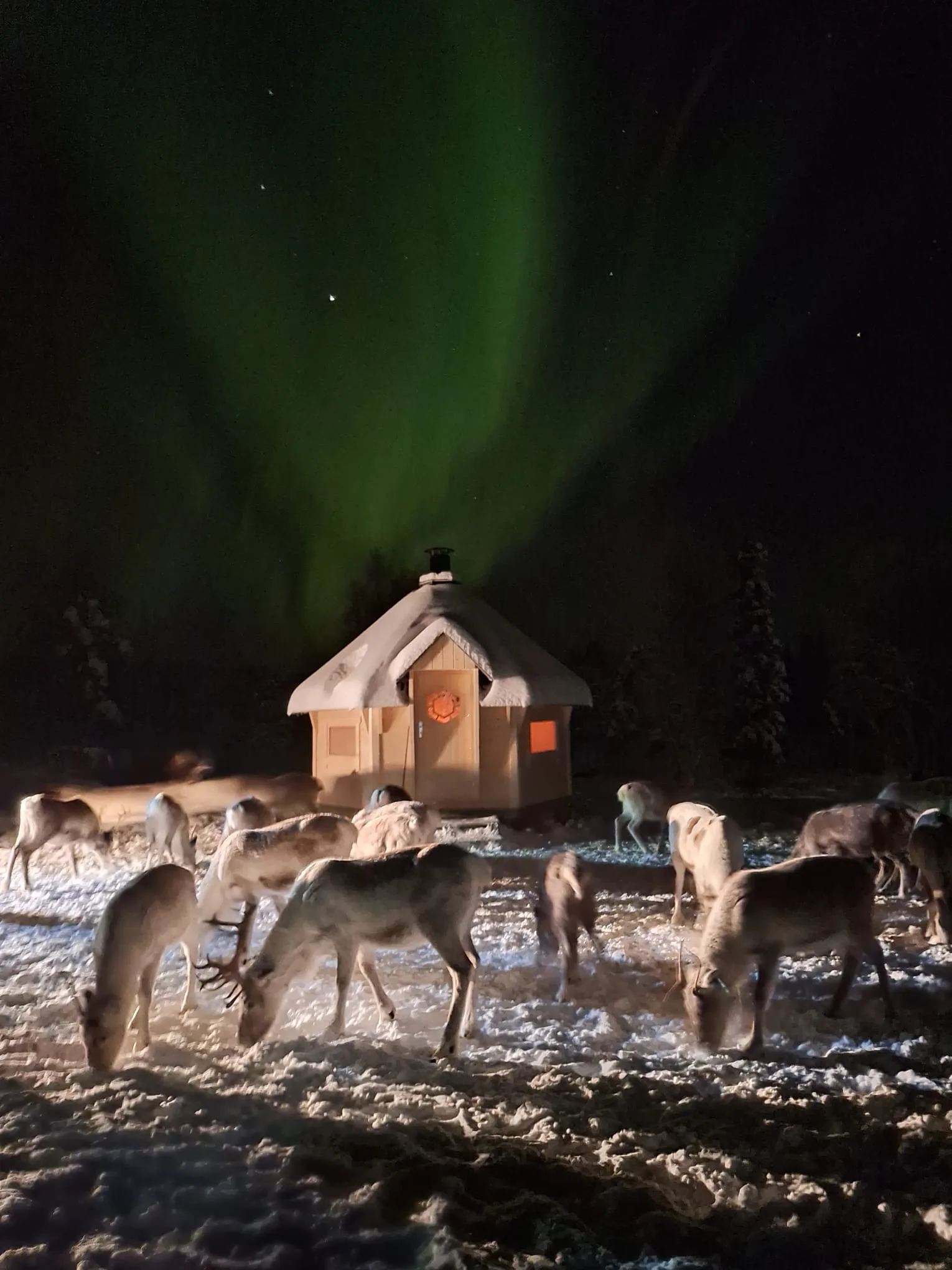 Reindeer feeding by the kota under the northern lights