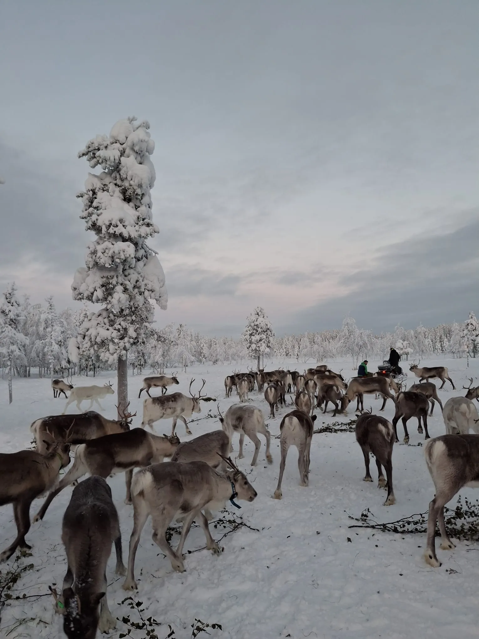 The herd being fed in the winter enclosure