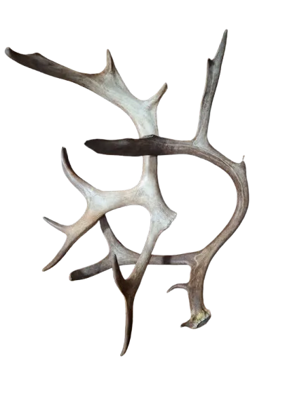 Reindeer antlers
